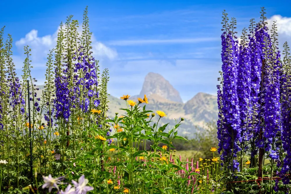 Reliable lawn mowing service experts serving Driggs, ID - Green Mountain Gardens