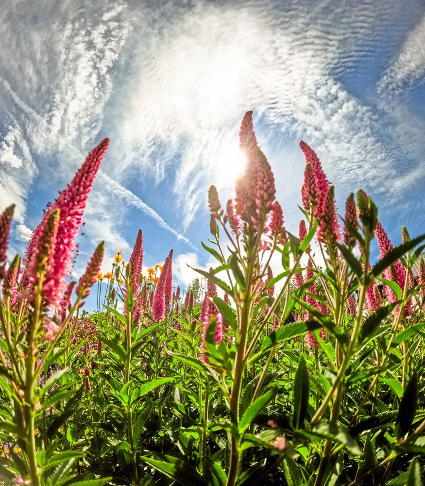 Local outdoor landscaping in Driggs, ID by Green Mountain Gardens