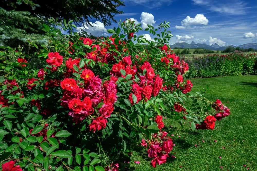 Trusted outdoor landscaping with custom design in Driggs, ID by Green Mountain Gardens