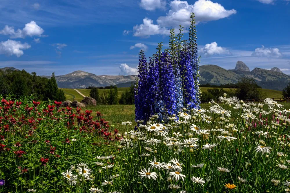 Top-rated landscape design experts serving Driggs, ID - Green Mountain Gardens