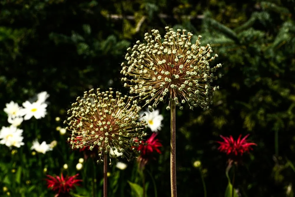 Local lawn care service experts serving Driggs, ID - Green Mountain Gardens