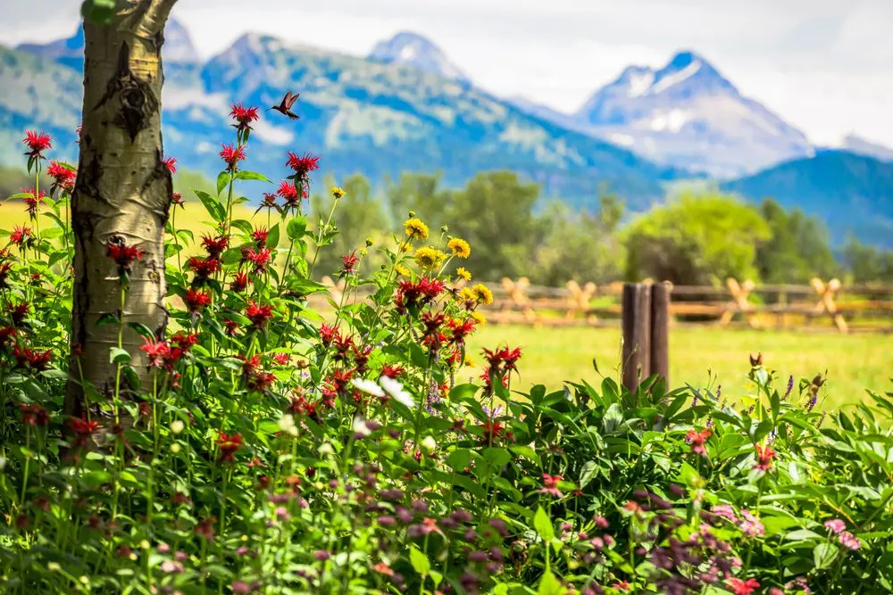 Top-rated lawn mowing service experts serving Driggs, ID - Green Mountain Gardens