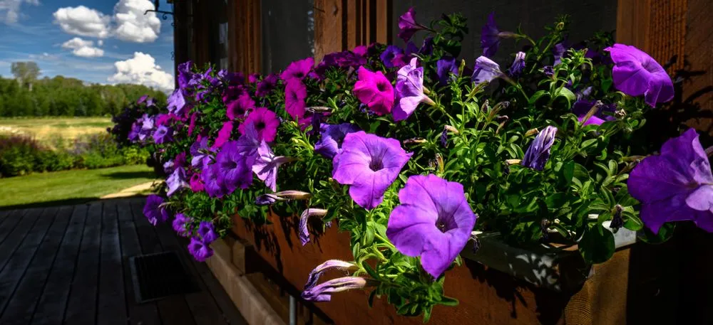 Affordable landscaping services for outdoor upgrades across Driggs, ID - Green Mountain Gardens