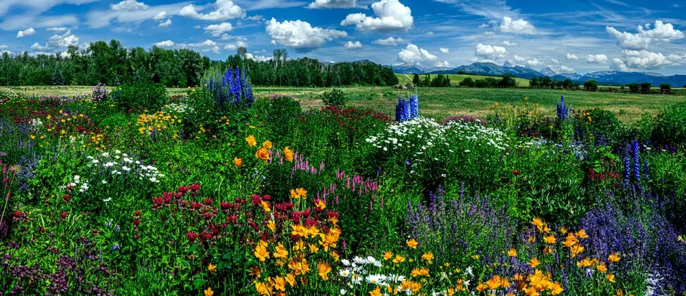 Reliable lawn care service in Driggs, ID - Green Mountain Gardens