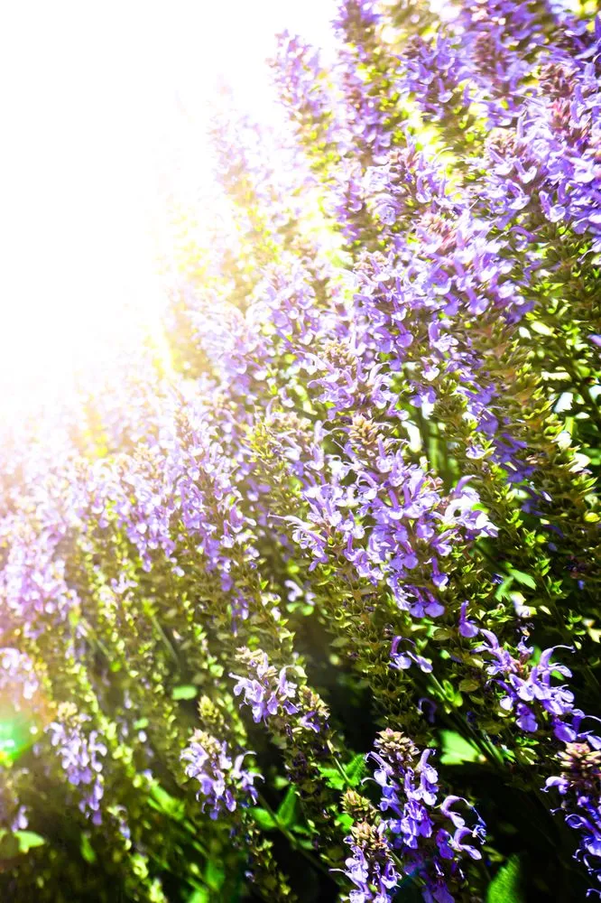 Local outdoor landscaping for year-round maintenance across Driggs, ID - Green Mountain Gardens