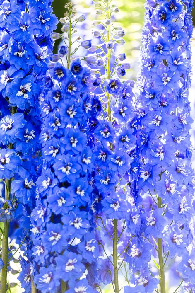 Reliable landscape design experts serving Driggs, ID - Green Mountain Gardens