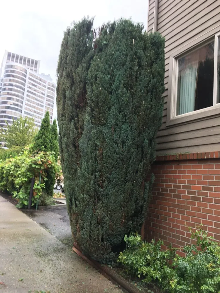 Professional lawn mowing service with custom design in Portland, OR by Green Mountain Landscape