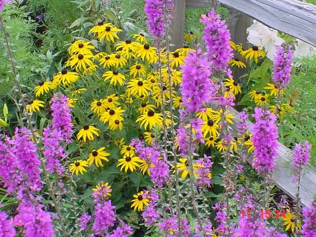 Top-rated landscape design experts serving Morristown, VT - Green Mountain Landscaping