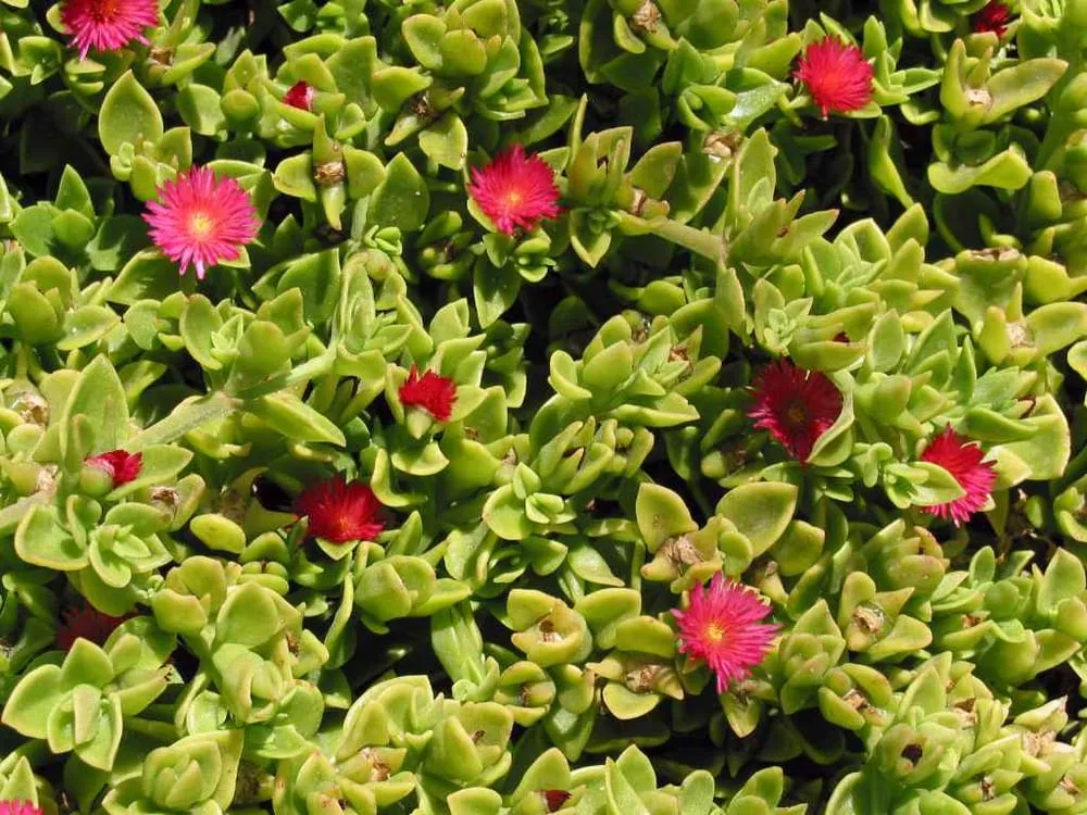 Local yard cleanup service in San Bruno, CA by Green Mountain Landscaping