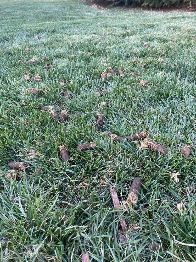 Top-rated yard maintenance for homes in Windsor, CO by Green Mountain Lawn Services