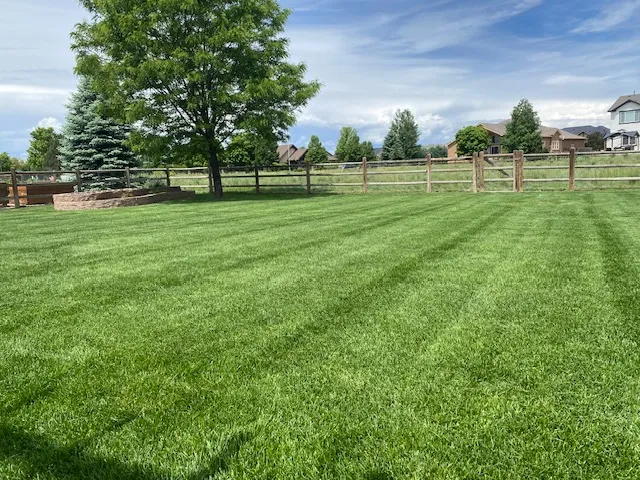 Top-rated lawn mowing service for year-round maintenance in Windsor, CO by Green Mountain Lawn Services