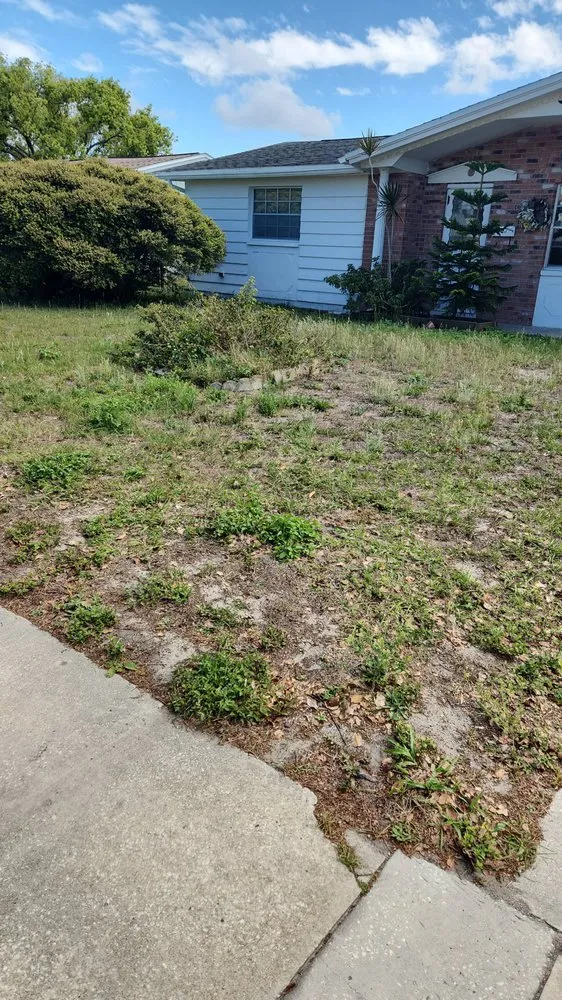 Custom lawn mowing service experts serving Tampa Bay, FL - Green Munsters