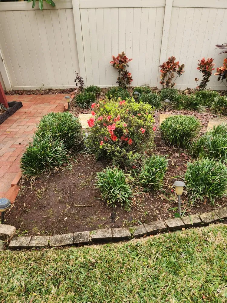 Trusted landscaping services for year-round maintenance in Tampa Bay, FL by Green Munsters