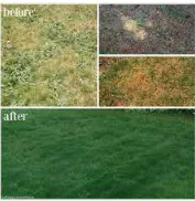 Top-rated landscape design in DeSoto, TX by Green Nights