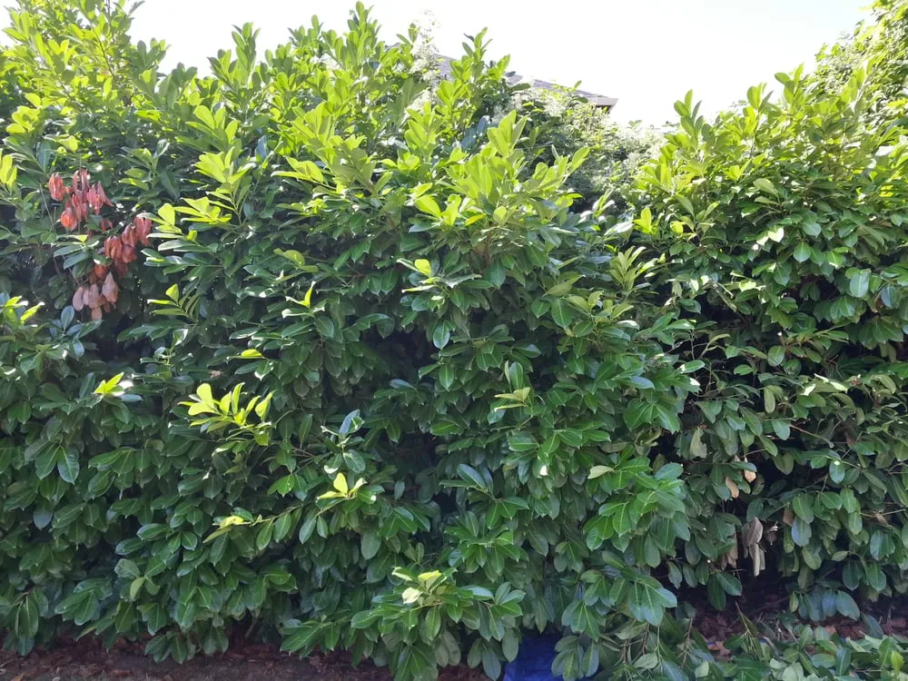 Trusted lawn care service for homes in Beaverton, OR by Green O Landscape Maintenance