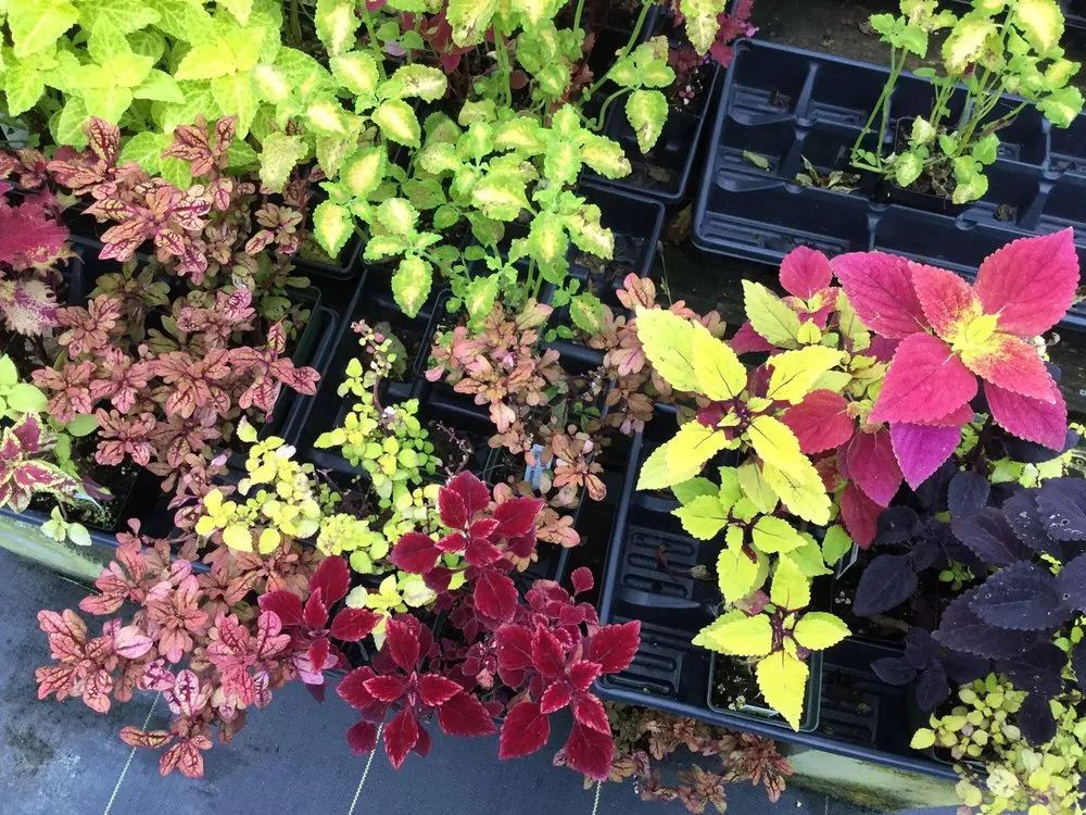 Reliable yard cleanup service experts serving Jackson, MS - Green Oak