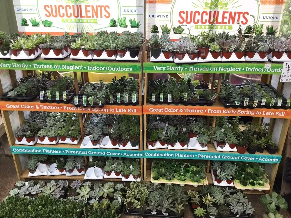 Affordable yard cleanup service for beautiful yards across Jackson, MS - Green Oak