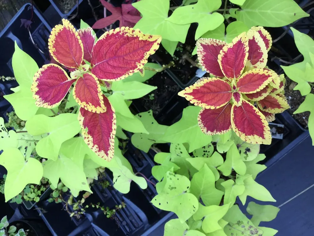 Professional landscape installation for residential properties in Jackson, MS by Green Oak