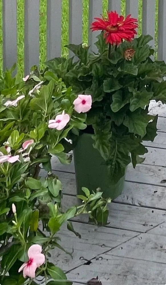 Reliable outdoor landscaping in Jackson, MS by Green Oak