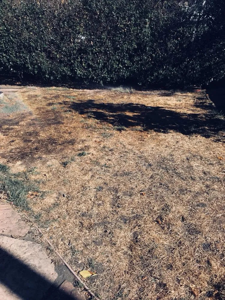 Top-rated lawn care service experts serving Petaluma, CA - Green Oak Landscape