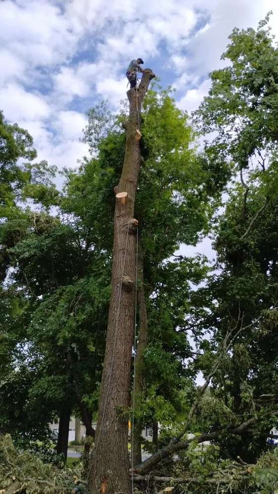 Affordable yard maintenance in Georgetown, DE by Green Oak Landscaping Service