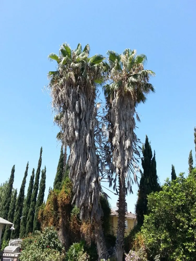 Expert landscaping services for beautiful yards in Perris, CA by Green Oak Tree Care