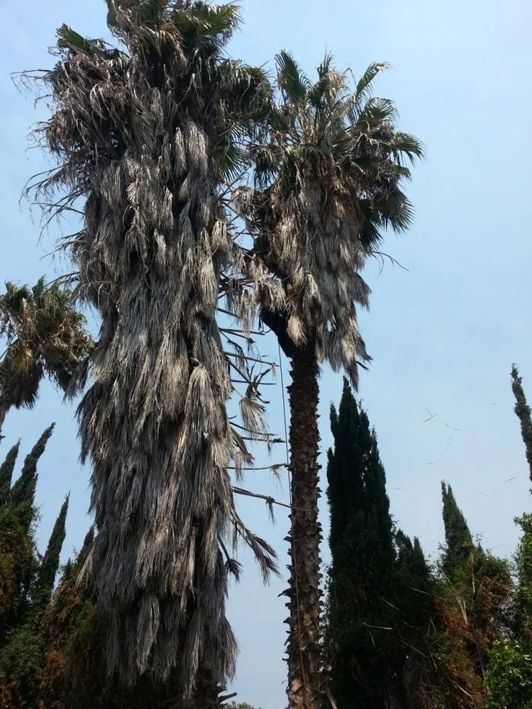 Local landscaping services in Perris, CA by Green Oak Tree Care