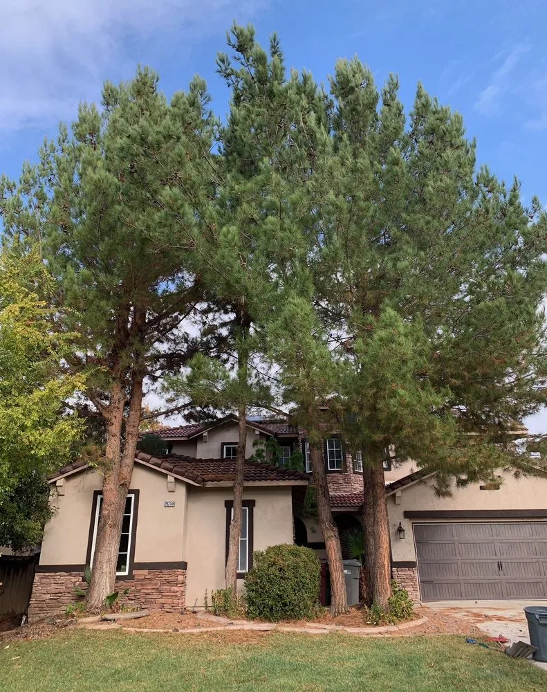 Local landscape installation in Perris, CA by Green Oak Tree Care