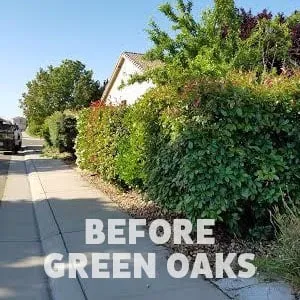 Affordable yard cleanup service in Elk Grove, CA by Green Oaks Landscape
