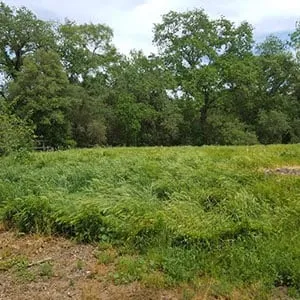 Affordable yard maintenance experts serving Elk Grove, CA - Green Oaks Landscape