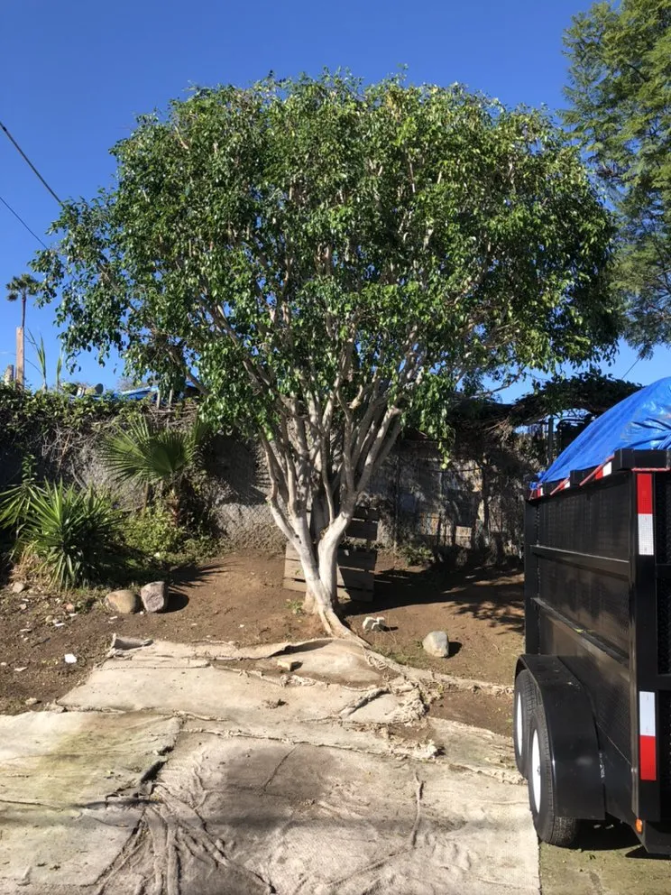 Reliable lawn care service in San Diego, CA - Green Oaks Landscape Maintence