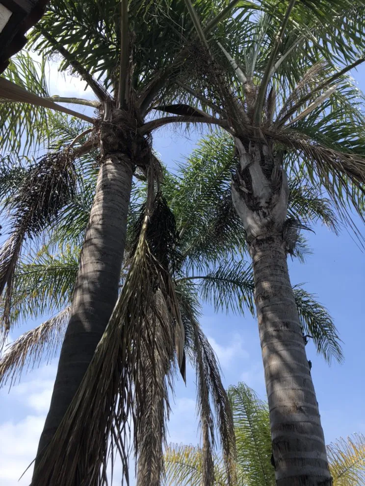 Top-rated landscaping services experts serving San Diego, CA - Green Oaks Landscape Maintence