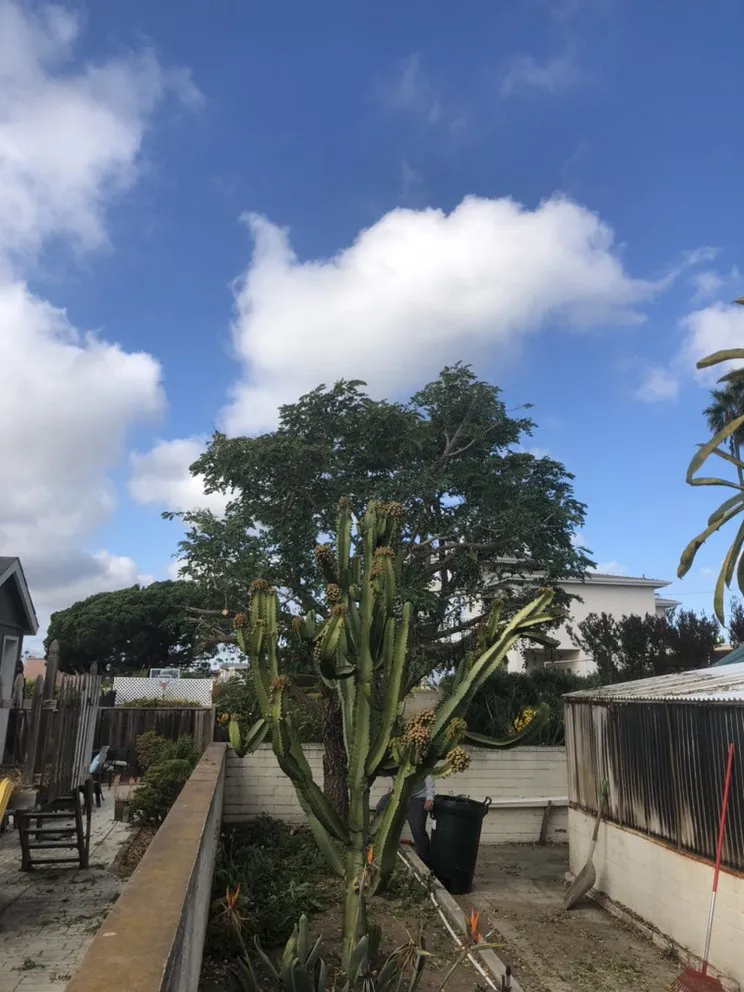 Expert landscaping services in San Diego, CA by Green Oaks Landscape Maintence