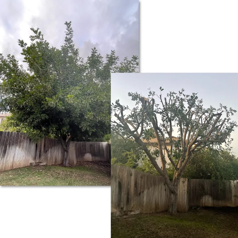 Reliable landscape installation experts serving San Diego, CA - Green Oaks Landscape Maintence