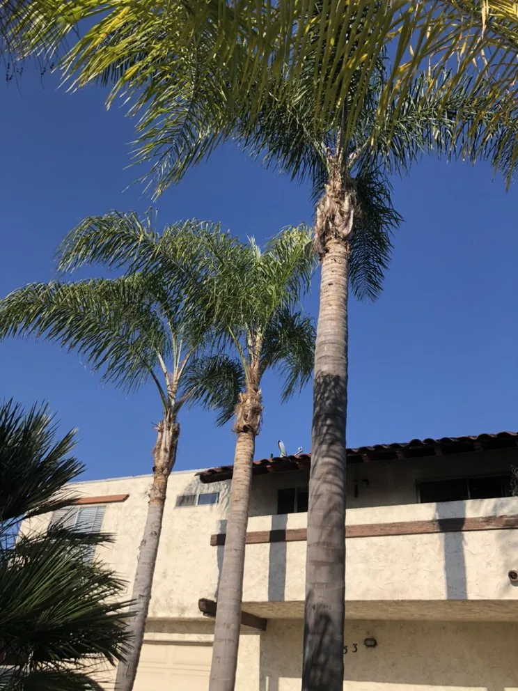 Reliable landscape design in San Diego, CA by Green Oaks Landscape Maintence