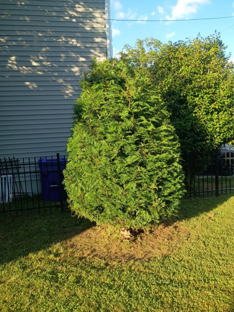 Affordable yard cleanup service for homes in Norfolk, VA by Green Oasis Landscaping