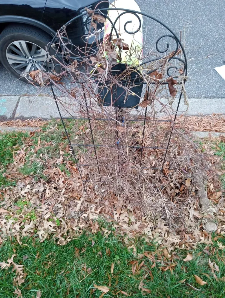 Trusted yard maintenance in Norfolk, VA - Green Oasis Landscaping