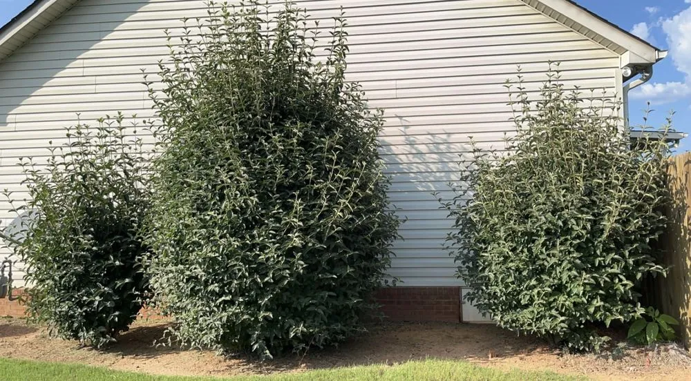 Local garden landscaping in Forsyth, GA by Green Oasis Property Solutions