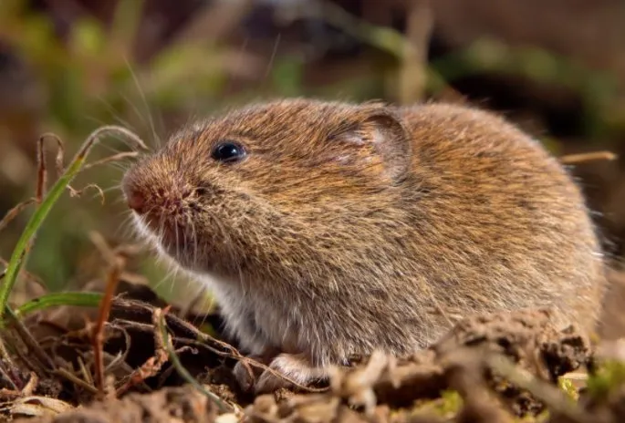 Reliable yard maintenance for homes across River Falls, WI - Green Oasis