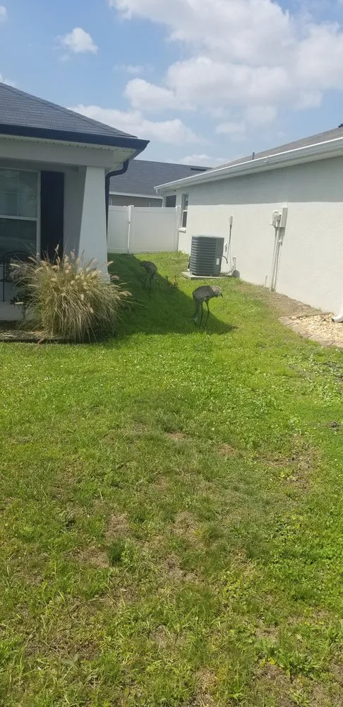 Top-rated yard maintenance experts serving Davenport, FL - Green Outdoor