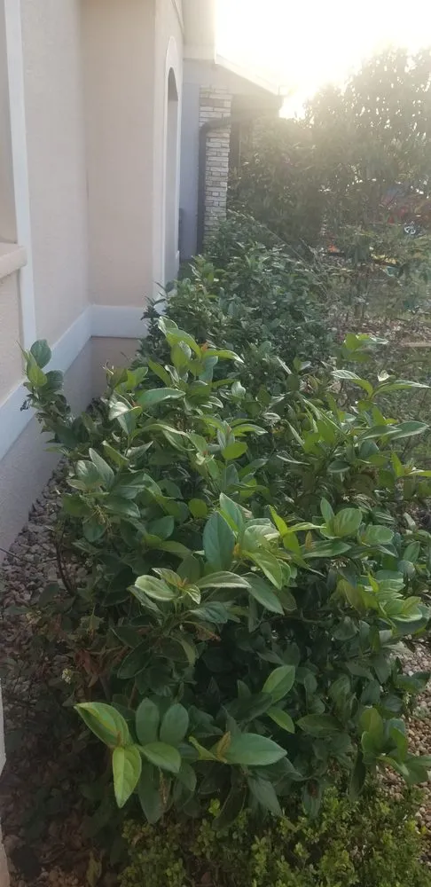 Expert outdoor landscaping experts serving Davenport, FL - Green Outdoor