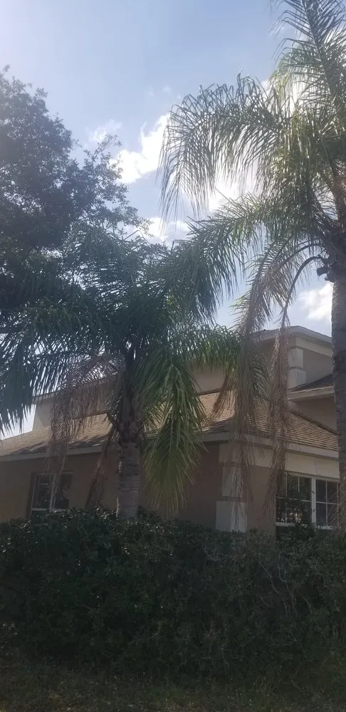 Local yard maintenance in Davenport, FL - Green Outdoor