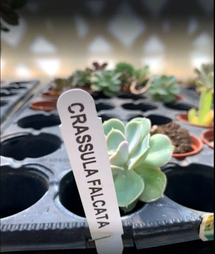 Trusted lawn care service in Woodfin, NC - Green Outdoors Landscaping & Nursery