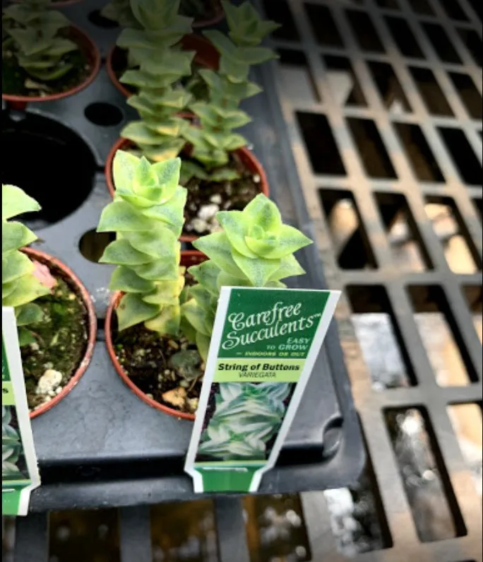 Professional yard maintenance in Woodfin, NC - Green Outdoors Landscaping & Nursery