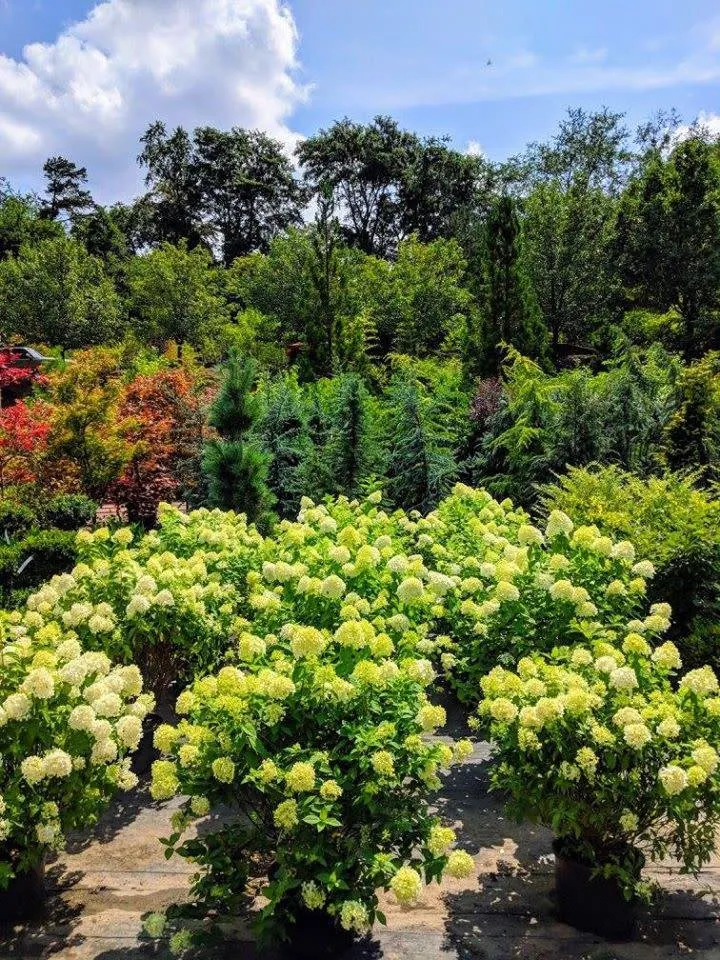 Reliable landscape design for outdoor upgrades in Woodfin, NC by Green Outdoors Landscaping & Nursery