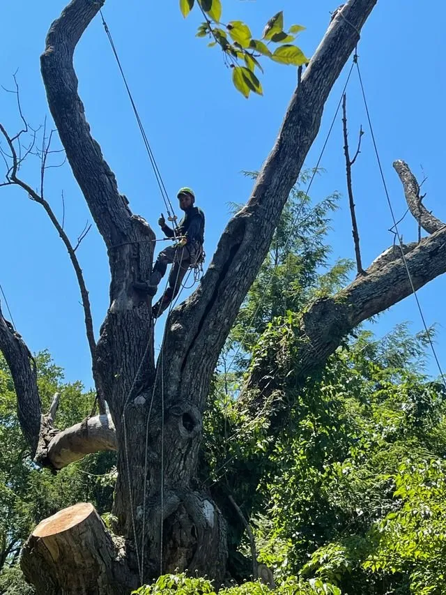 Professional outdoor landscaping for outdoor upgrades in Bedford Hills, NY by Green Outdoors Tree Service