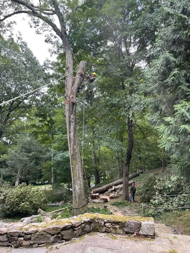 Affordable yard cleanup service experts serving Bedford Hills, NY - Green Outdoors Tree Service