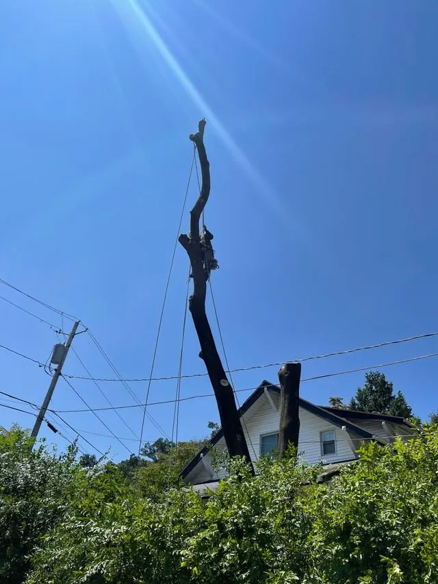 Local yard cleanup service for beautiful yards in Bedford Hills, NY by Green Outdoors Tree Service