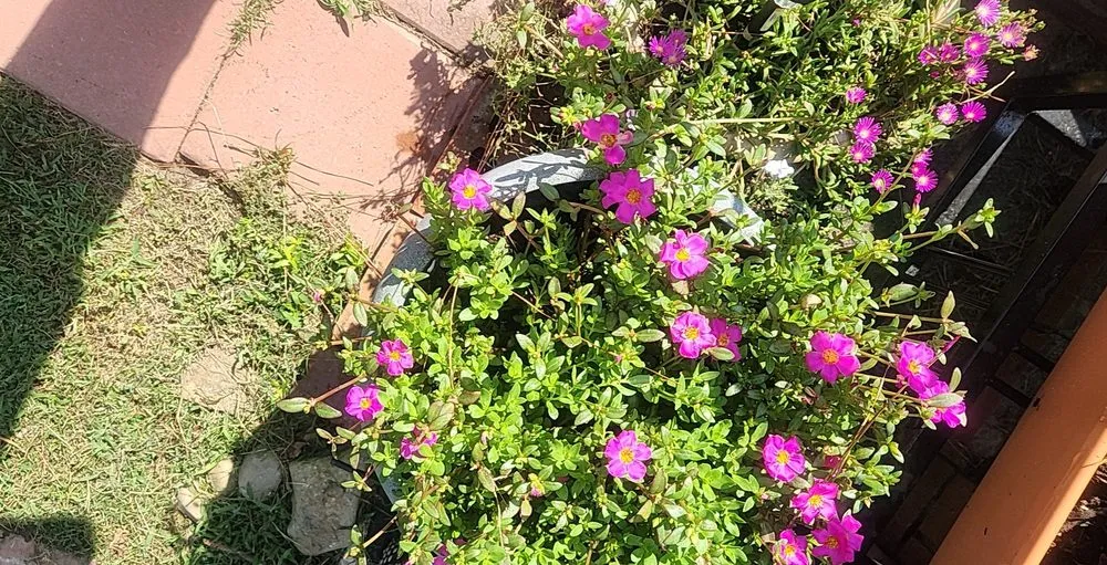 Top-rated landscape design for residential properties across New Bern, NC - Green Owl Landscaping