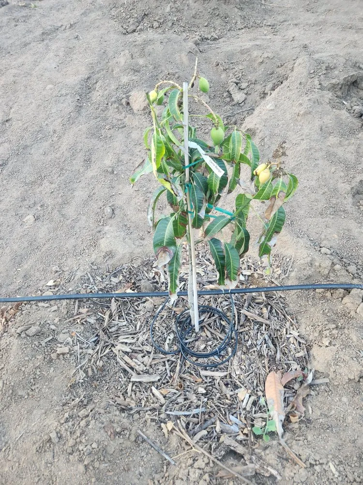 Reliable landscaping services in Escondido, CA by Green Pacific Landscaping